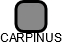 CARPINUS - náhled vizuálního zobrazení vztahů obchodního rejstříku
